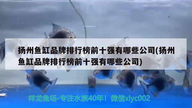 揚州魚缸品牌排行榜前十強有哪些公司(揚州魚缸品牌排行榜前十強有哪些公司) 斑馬狗頭魚