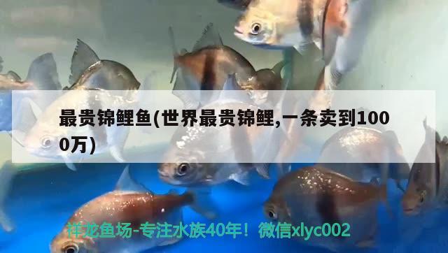 最貴錦鯉魚(世界最貴錦鯉,一條賣到1000萬)