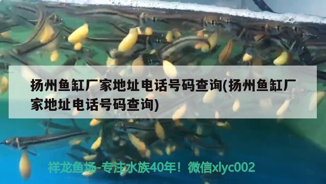 揚(yáng)州魚缸廠家地址電話號碼查詢(揚(yáng)州魚缸廠家地址電話號碼查詢) 帝王三間魚