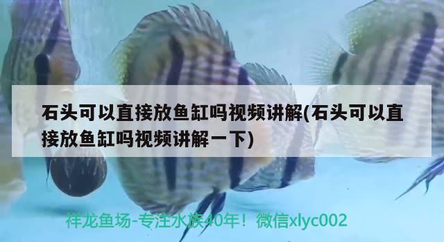 石頭可以直接放魚缸嗎視頻講解(石頭可以直接放魚缸嗎視頻講解一下)