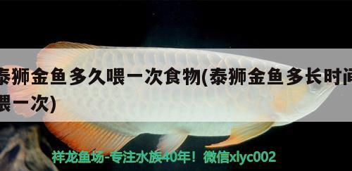 泰獅金魚(yú)多久喂一次食物(泰獅金魚(yú)多長(zhǎng)時(shí)間喂一次) 觀賞魚(yú)