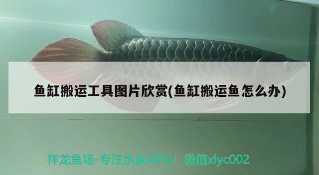 魚(yú)缸搬運(yùn)工具圖片欣賞(魚(yú)缸搬運(yùn)魚(yú)怎么辦)