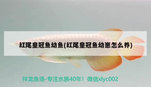 紅尾皇冠魚幼魚(紅尾皇冠魚幼崽怎么養(yǎng))