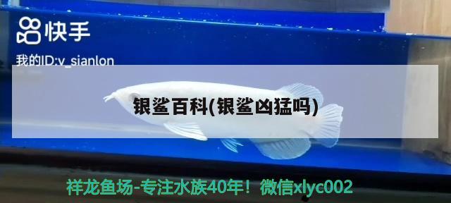 銀鯊百科(銀鯊兇猛嗎) 觀賞魚