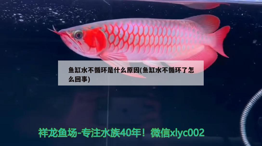 魚缸水不循環(huán)是什么原因(魚缸水不循環(huán)了怎么回事) 女王大帆魚苗