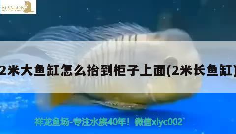 2米大魚缸怎么抬到柜子上面(2米長(zhǎng)魚缸) 黑白雙星