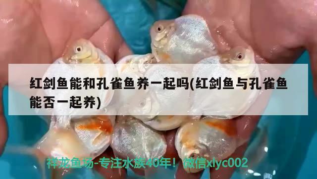 紅劍魚(yú)能和孔雀魚(yú)養(yǎng)一起嗎(紅劍魚(yú)與孔雀魚(yú)能否一起養(yǎng))