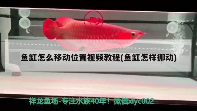 魚缸怎么移動位置視頻教程(魚缸怎樣挪動)