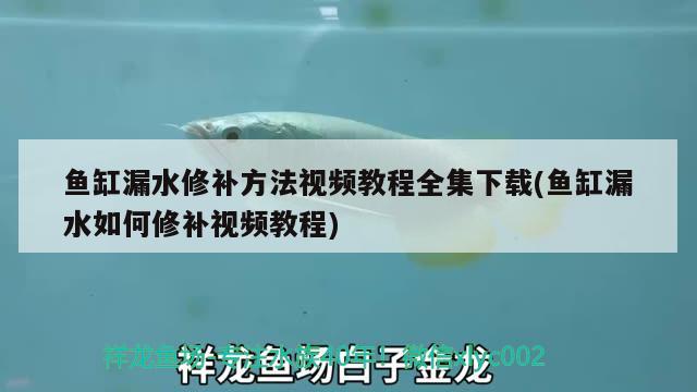 魚缸漏水修補方法視頻教程全集下載(魚缸漏水如何修補視頻教程)