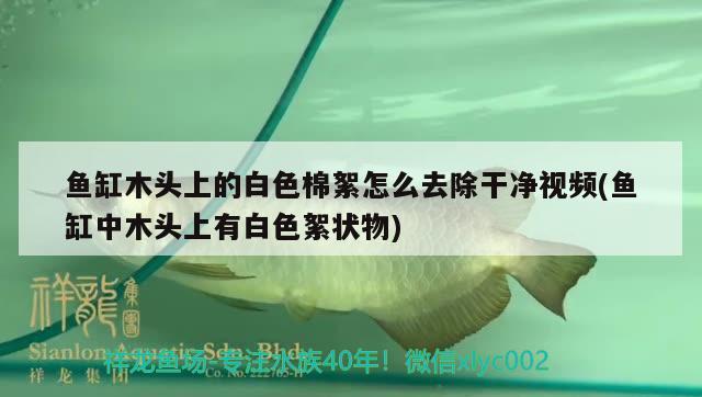 魚缸木頭上的白色棉絮怎么去除干凈視頻(魚缸中木頭上有白色絮狀物)