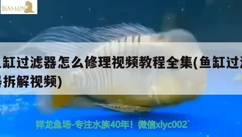 魚缸過濾器怎么修理視頻教程全集(魚缸過濾器拆解視頻) 海象魚