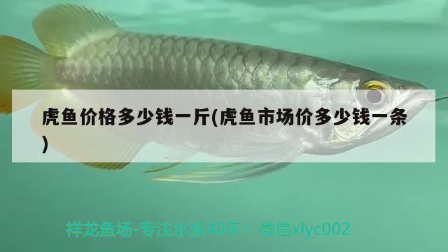 虎魚價格多少錢一斤(虎魚市場價多少錢一條) 虎魚百科