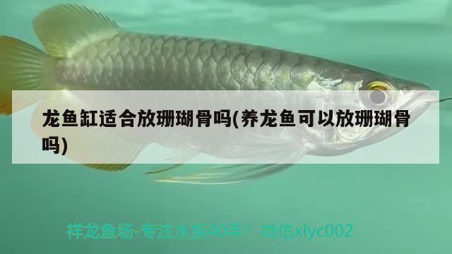 龍魚缸適合放珊瑚骨嗎(養(yǎng)龍魚可以放珊瑚骨嗎) 超血紅龍魚