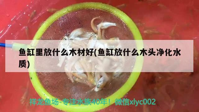 魚缸里放什么木材好(魚缸放什么木頭凈化水質)