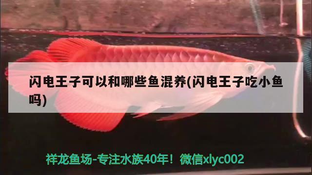 閃電王子可以和哪些魚混養(yǎng)(閃電王子吃小魚嗎) 觀賞魚