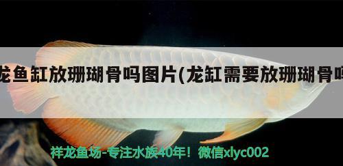 龍魚缸放珊瑚骨嗎圖片(龍缸需要放珊瑚骨嗎) 銀龍魚苗 第2張