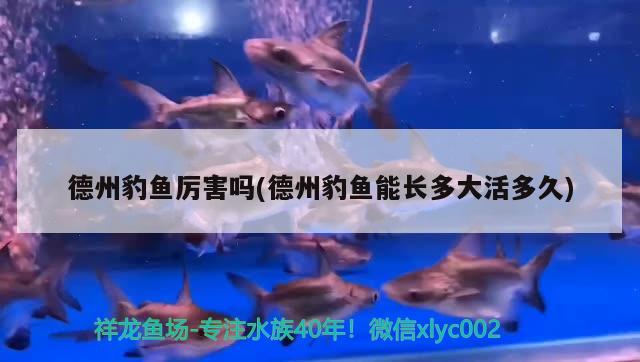 德州豹魚厲害嗎(德州豹魚能長多大活多久) 觀賞魚 第1張