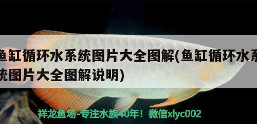 魚缸循環(huán)水系統(tǒng)圖片大全圖解(魚缸循環(huán)水系統(tǒng)圖片大全圖解說明) 月光鴨嘴魚