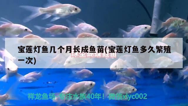 寶蓮燈魚(yú)幾個(gè)月長(zhǎng)成魚(yú)苗(寶蓮燈魚(yú)多久繁殖一次)