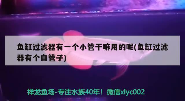 魚缸過濾器有一個(gè)小管干嘛用的呢(魚缸過濾器有個(gè)白管子) 豹紋夫魚苗