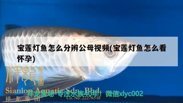 寶蓮燈魚怎么分辨公母視頻(寶蓮燈魚怎么看懷孕)