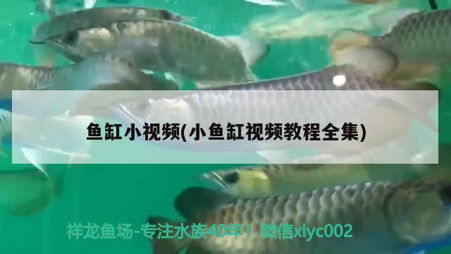 魚缸小視頻(小魚缸視頻教程全集)