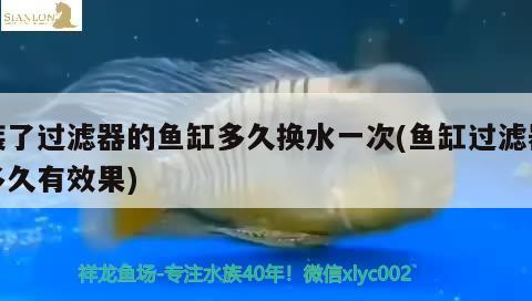 裝了過濾器的魚缸多久換水一次(魚缸過濾器多久有效果) 造景/裝飾