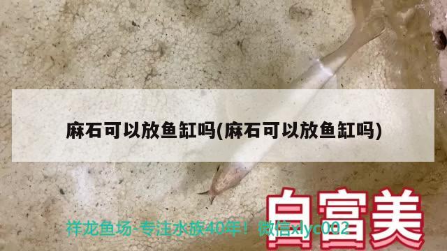 麻石可以放魚缸嗎(麻石可以放魚缸嗎)