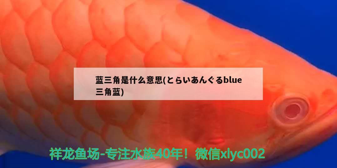 藍三角是什么意思(とらいあんぐるblue三角藍) 觀賞魚