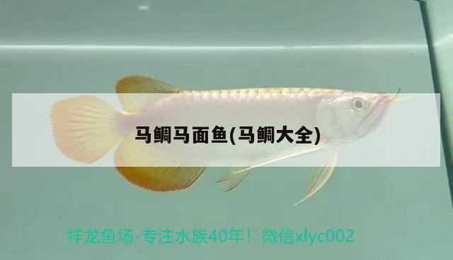 馬鯛馬面魚(馬鯛大全) 觀賞魚