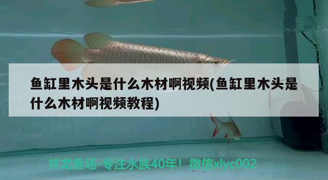 魚缸里木頭是什么木材啊視頻(魚缸里木頭是什么木材啊視頻教程) 雪龍魚