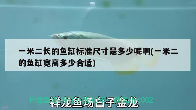 一米二長的魚缸標(biāo)準(zhǔn)尺寸是多少呢啊(一米二的魚缸寬高多少合適)