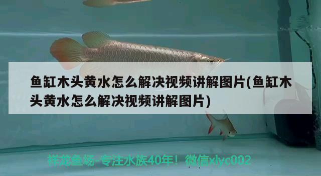 魚缸木頭黃水怎么解決視頻講解圖片(魚缸木頭黃水怎么解決視頻講解圖片) 紅魔王銀版魚