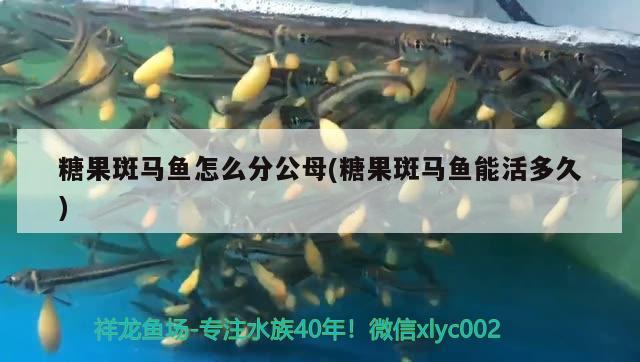 糖果斑馬魚(yú)怎么分公母(糖果斑馬魚(yú)能活多久)