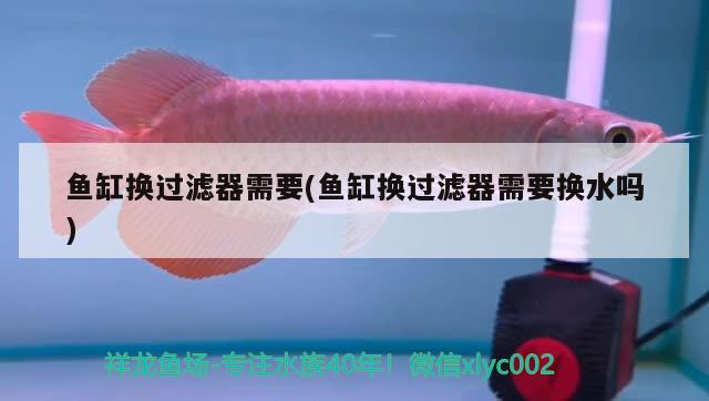 魚(yú)缸換過(guò)濾器需要(魚(yú)缸換過(guò)濾器需要換水嗎) 印尼虎苗