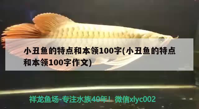 小丑魚的特點和本領100字(小丑魚的特點和本領100字作文) 海水魚 第2張