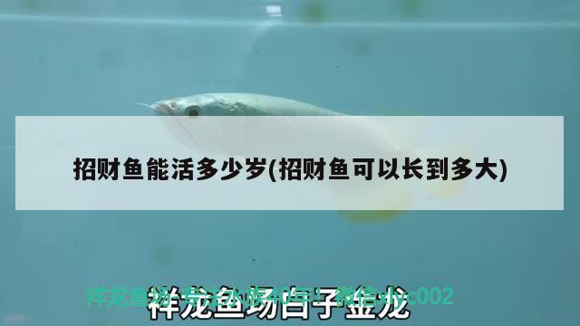 招財魚能活多少歲(招財魚可以長到多大) 觀賞魚