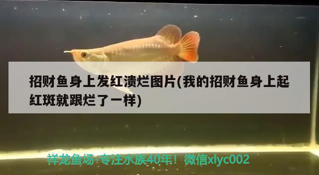 招財魚身上發(fā)紅潰爛圖片(我的招財魚身上起紅斑就跟爛了一樣) 觀賞魚