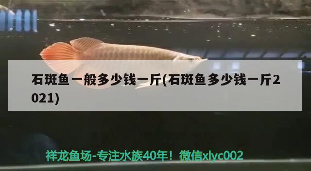 石斑魚一般多少錢一斤(石斑魚多少錢一斤2021)