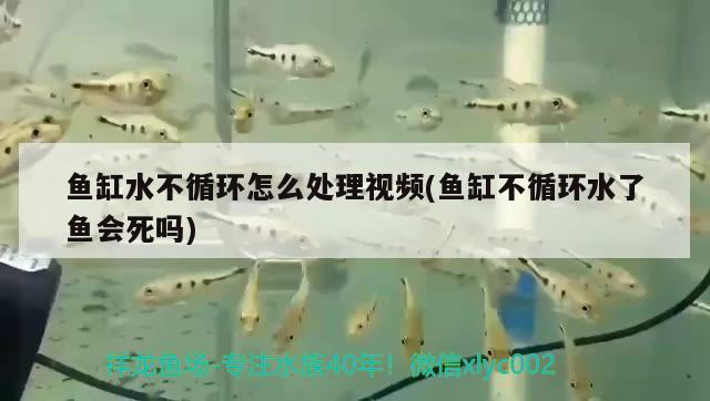 魚缸水不循環(huán)怎么處理視頻(魚缸不循環(huán)水了魚會死嗎) 巨骨舌魚