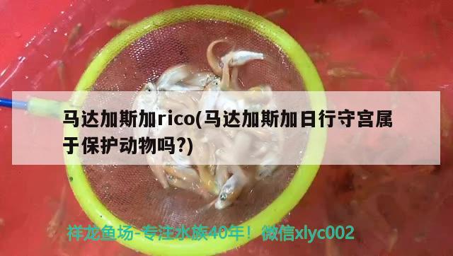 馬達(dá)加斯加rico(馬達(dá)加斯加日行守宮屬于保護(hù)動(dòng)物嗎?) 觀賞魚