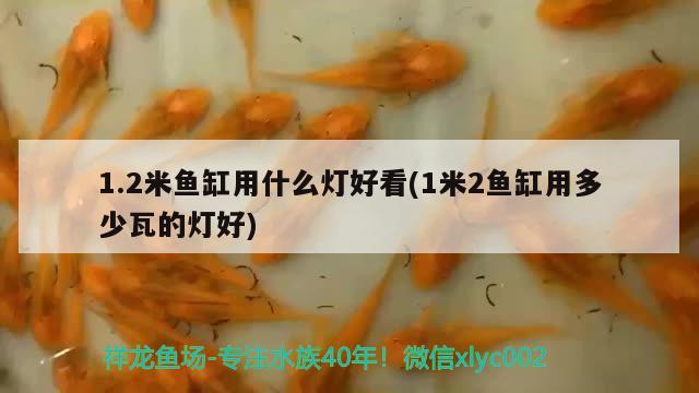 1.2米魚缸用什么燈好看(1米2魚缸用多少瓦的燈好) 龍魚百科