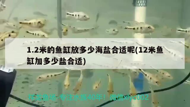 1.2米的魚缸放多少海鹽合適呢(12米魚缸加多少鹽合適) 水族燈（魚缸燈）