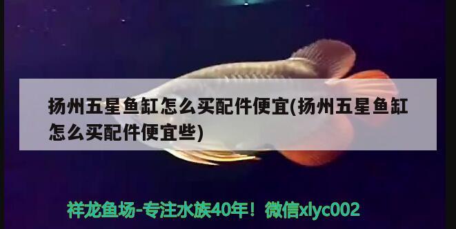 揚(yáng)州五星魚缸怎么買配件便宜(揚(yáng)州五星魚缸怎么買配件便宜些)