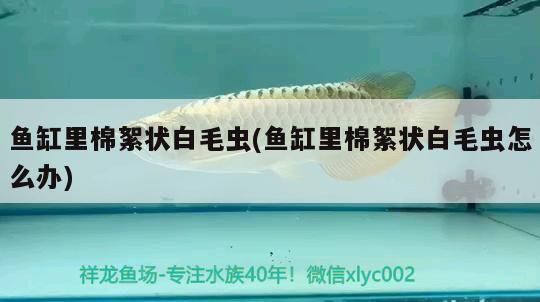 魚(yú)缸里棉絮狀白毛蟲(chóng)(魚(yú)缸里棉絮狀白毛蟲(chóng)怎么辦) 潛水艇魚(yú)