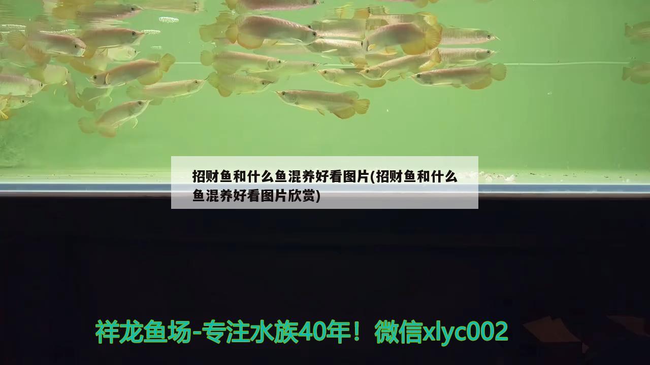 招財魚和什么魚混養(yǎng)好看圖片(招財魚和什么魚混養(yǎng)好看圖片欣賞)