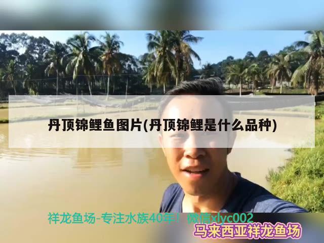 丹頂錦鯉魚圖片(丹頂錦鯉是什么品種) 丹頂錦鯉魚