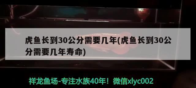 虎魚長到30公分需要幾年(虎魚長到30公分需要幾年壽命) 虎魚百科