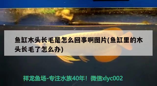 魚缸木頭長毛是怎么回事啊圖片(魚缸里的木頭長毛了怎么辦) 申古銀版魚