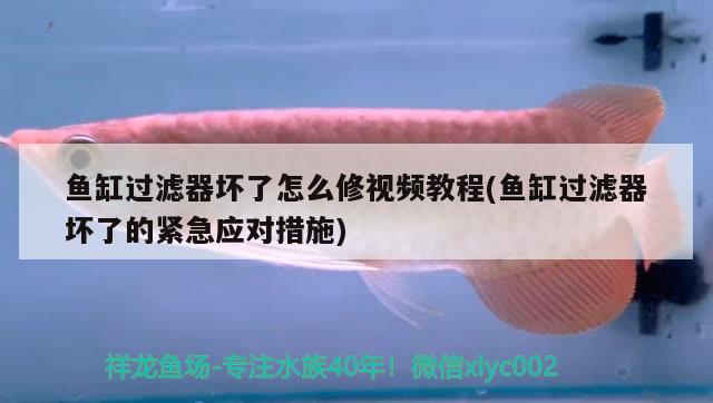 魚缸過濾器壞了怎么修視頻教程(魚缸過濾器壞了的緊急應對措施)